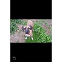 Δίνεται για υιοθεσία - χαρίζεται ημίαιμη σκυλίτσα Bull Mastiff - Μπουλ Μαστίφ 