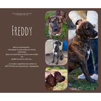 Δίνεται για υιοθεσία - χαρίζεται ημίαιμος σκυλάκος Bandog - Μπαντόγκ