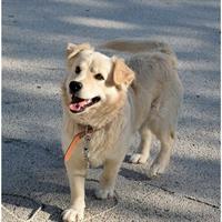 Δίνεται για υιοθεσία - χαρίζεται ημίαιμος σκυλάκος Samoyed - Σαμογιέντ