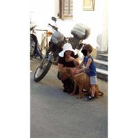 Δίνεται για υιοθεσία - χαρίζεται σκυλίτσα Dogue de Bordeaux - Ντογκ ντε Μπορντώ