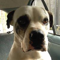 Δίνεται για υιοθεσία - χαρίζεται σκυλίτσα American Bulldog - Μπουλ Ντογκ