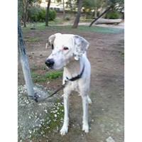 Δίνεται για υιοθεσία - χαρίζεται ημίαιμη σκυλίτσα Dalmatian -Δαλματίας