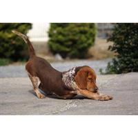 Δίνεται για υιοθεσία - χαρίζεται ημίαιμη σκυλίτσα Balkan - Mπάλκαν