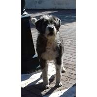 Δίνεται για υιοθεσία - χαρίζεται σκυλίτσα English Sheepdog - Αγγλικός Ποιμενικός