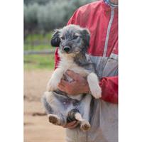 Δίνεται για υιοθεσία - χαρίζεται σκυλάκος Schnauzer - Σνάουτσερ