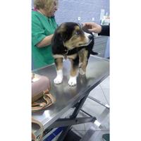 Δίνεται για υιοθεσία - χαρίζεται ημίαιμος σκυλάκος Bernese Mountain Dog - Ορεινός σκύλος Βέρνης