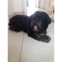 Δίνεται για υιοθεσία - χαρίζεται ημίαιμη σκυλίτσα Lhasa Apso - Λάσα Άπσο