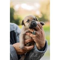 Δίνεται για υιοθεσία - χαρίζεται ημίαιμη σκυλίτσα Balkan - Mπάλκαν