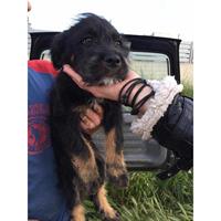 Δίνεται για υιοθεσία - χαρίζεται σκυλάκος Schnauzer - Σνάουτσερ