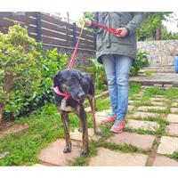 Δίνεται για υιοθεσία - χαρίζεται ημίαιμη σκυλίτσα Weimaraner - Βαϊμαράνερ 