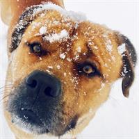 Δίνεται για υιοθεσία - χαρίζεται ημίαιμος σκυλάκος Bull Mastiff - Μπουλ Μαστίφ 