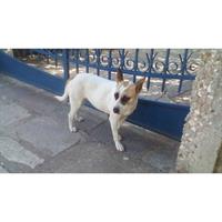 Δίνεται για υιοθεσία - χαρίζεται ημίαιμη σκυλίτσα Bull Terrier - Μπουλ Τερριέ