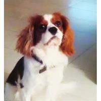 Δίνεται για υιοθεσία - χαρίζεται σκυλάκος Cavalier King Charles Spaniel - Κινγκ Τσαρλς 