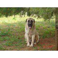 Δίνεται για υιοθεσία - χαρίζεται σκυλίτσα Central Asian Shepherd - Ποιμενικός Κεντρ. Ασίας