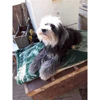 Δίνεται για υιοθεσία - χαρίζεται ημίαιμη σκυλίτσα Lhasa Apso - Λάσα Άπσο