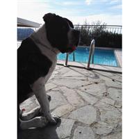 Δίνεται για υιοθεσία - χαρίζεται ημίαιμος σκυλάκος Cane corso - Κάνε Κόρσο