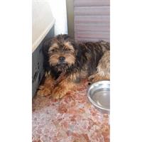 Δίνεται για υιοθεσία - χαρίζεται ημίαιμος σκυλάκος Shih Tzu - Σιχ Τσου