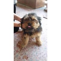 Δίνεται για υιοθεσία - χαρίζεται ημίαιμος σκυλάκος Shih Tzu - Σιχ Τσου