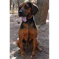 Δίνεται για υιοθεσία - χαρίζεται ημίαιμη σκυλίτσα Basset Hound - Μπασέ Χάουντ