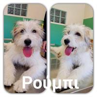 Δίνεται για υιοθεσία - χαρίζεται ημίαιμη σκυλίτσα Fox terrier - Φοξ Τερριέ