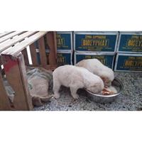 Δίνεται για υιοθεσία - χαρίζεται σκυλάκος Great Pyrenees - Ορεινός Πυρηναίων