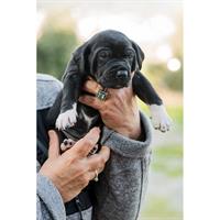 Δίνεται για υιοθεσία - χαρίζεται ημίαιμη σκυλίτσα Balkan - Mπάλκαν