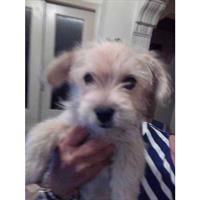 Δίνεται για υιοθεσία - χαρίζεται ημίαιμη σκυλίτσα West Highland - Γουέστ Χάιλαντ