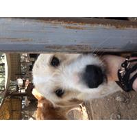 Δίνεται για υιοθεσία - χαρίζεται ημίαιμη σκυλίτσα Fox terrier - Φοξ Τερριέ