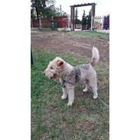 Δίνεται για υιοθεσία - χαρίζεται σκυλάκος Fox terrier - Φοξ Τερριέ