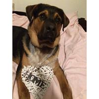 Δίνεται για υιοθεσία - χαρίζεται ημίαιμος σκυλάκος Bernese Mountain Dog - Ορεινός σκύλος Βέρνης