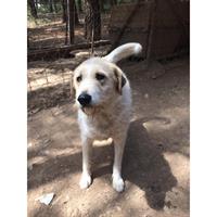 Δίνεται για υιοθεσία - χαρίζεται ημίαιμη σκυλίτσα Fox terrier - Φοξ Τερριέ