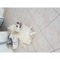 Δίνεται για υιοθεσία - χαρίζεται σκυλίτσα Pomeranian - Πομεράνιαν