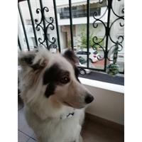 Δίνεται για υιοθεσία - χαρίζεται ημίαιμος σκυλάκος Border Collie - Μπόρντερ Κόλεϋ