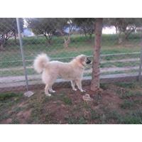 Δίνεται για υιοθεσία - χαρίζεται ημίαιμος σκυλάκος Samoyed - Σαμογιέντ