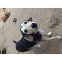 Δίνεται για υιοθεσία - χαρίζεται ημίαιμη σκυλίτσα Fox terrier - Φοξ Τερριέ