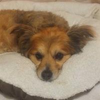 Δίνεται για υιοθεσία - χαρίζεται σκυλάκος Papillon - Παπιγιόν