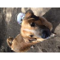 Δίνεται για υιοθεσία - χαρίζεται ημίαιμος σκυλάκος Bernese Mountain Dog - Ορεινός σκύλος Βέρνης