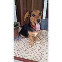 Δίνεται για υιοθεσία - χαρίζεται ημίαιμη σκυλίτσα Cardigan Welsh Corgi - Κόργκι