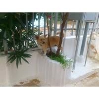 Δίνεται για υιοθεσία - χαρίζεται ημίαιμη σκυλίτσα Pomeranian - Πομεράνιαν