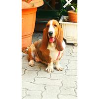 Δίνεται για υιοθεσία - χαρίζεται σκυλίτσα Basset Hound - Μπασέ Χάουντ