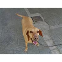 Δίνεται για υιοθεσία - χαρίζεται ημίαιμη σκυλίτσα Vizsla - Βιζλα