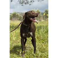 Δίνεται για υιοθεσία - χαρίζεται ημίαιμος σκυλάκος Kurzhaar - Κουρτσχαάρ