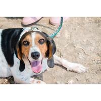 Δίνεται για υιοθεσία - χαρίζεται ημίαιμη σκυλίτσα Basset Hound - Μπασέ Χάουντ