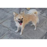 Δίνεται για υιοθεσία - χαρίζεται σκυλάκος Pomeranian - Πομεράνιαν