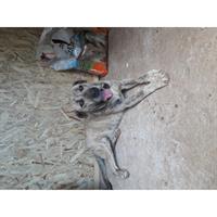 Δίνεται για υιοθεσία - χαρίζεται σκυλάκος Kangal - Κάνγκαλ