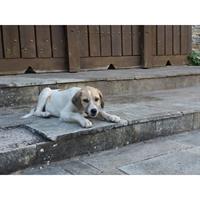 Δίνεται για υιοθεσία - χαρίζεται σκυλίτσα Balkan - Mπάλκαν