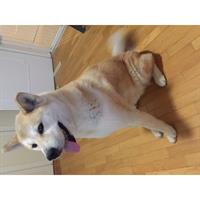 Δίνεται για υιοθεσία - χαρίζεται σκυλίτσα Akita Inu - Ακίτα