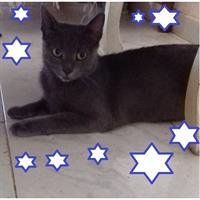 Δίνεται για υιοθεσία - χαρίζεται ημίαιμη γάτα Russian - Ρωσσική