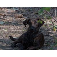 Δίνεται για υιοθεσία - χαρίζεται ημίαιμη σκυλίτσα Dutch Shepherd - Ολλανδικό Ποιμενικό