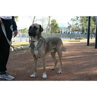 Δίνεται για υιοθεσία - χαρίζεται ημίαιμος σκυλάκος Kangal - Κάνγκαλ